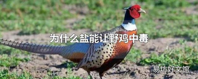 为什么盐能让野鸡中毒