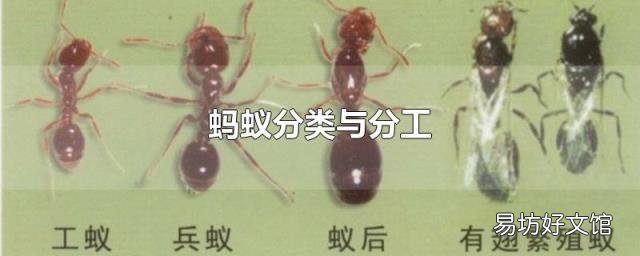 蚂蚁分类与分工