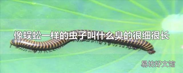 像蜈蚣一样的虫子叫什么臭的很细很长