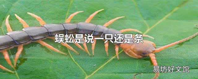 蜈蚣是说一只还是条