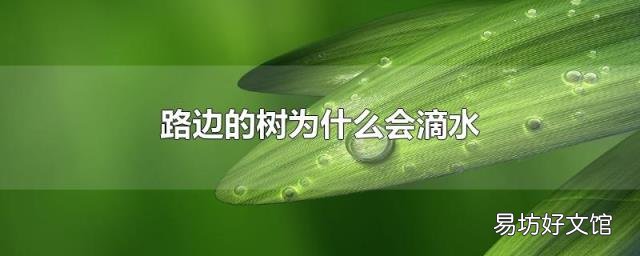 路边的树为什么会滴水