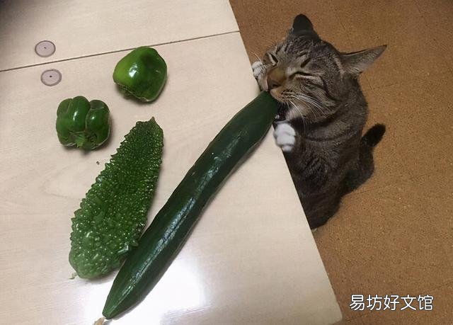 猫为什么怕黄瓜(猫怕黄瓜是真的吗)