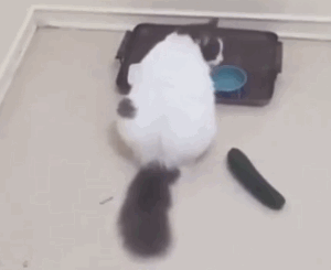 猫为什么怕黄瓜(猫怕黄瓜是真的吗)