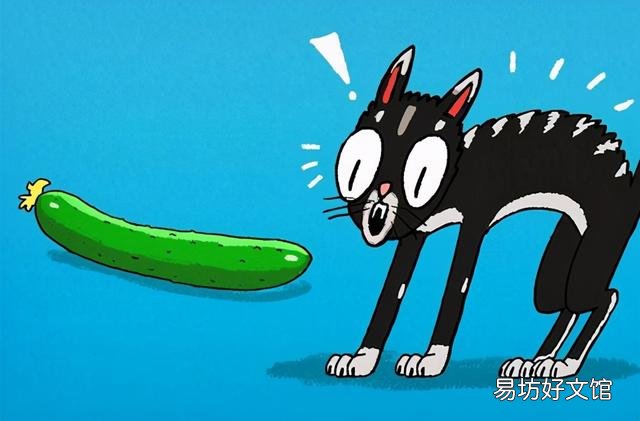 猫为什么怕黄瓜(猫怕黄瓜是真的吗)