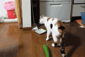 猫为什么怕黄瓜(猫怕黄瓜是真的吗)