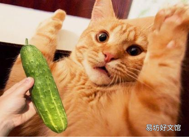 猫为什么怕黄瓜(猫怕黄瓜是真的吗)