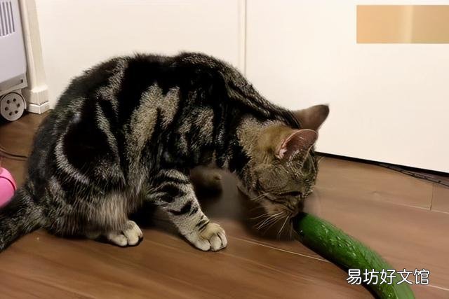 猫为什么怕黄瓜(猫怕黄瓜是真的吗)