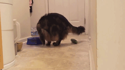 猫为什么怕黄瓜(猫怕黄瓜是真的吗)