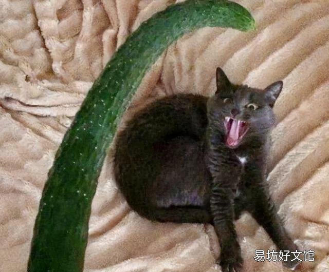 猫为什么怕黄瓜(猫怕黄瓜是真的吗)