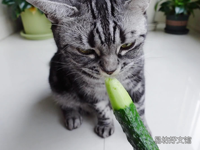 猫为什么怕黄瓜(猫怕黄瓜是真的吗)