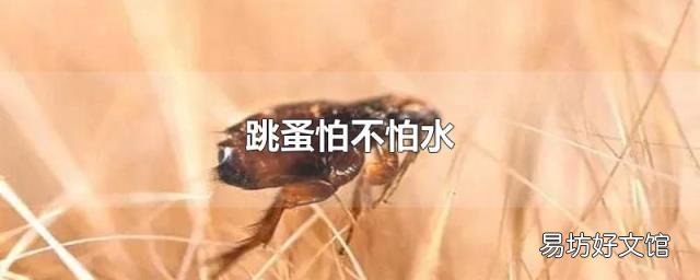 跳蚤怕不怕水
