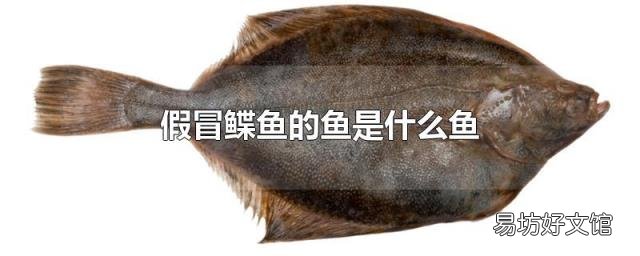 假冒鲽鱼的鱼是什么鱼