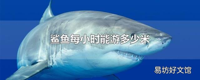 鲨鱼每小时能游多少米