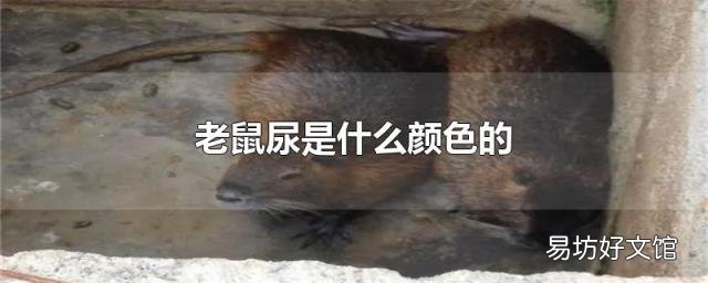 老鼠尿是什么颜色的