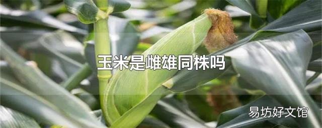 玉米是雌雄同株吗