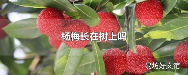 楊梅長(zhǎng)在樹(shù)上嗎
