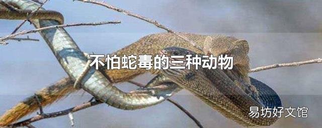 不怕蛇毒的三种动物