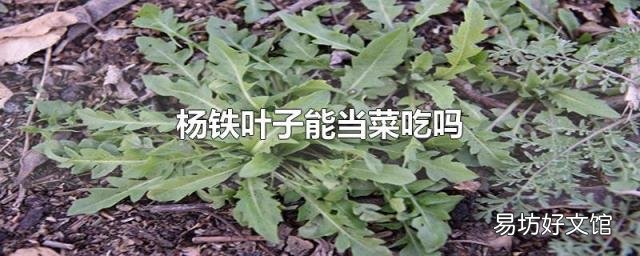 杨铁叶子能当菜吃吗