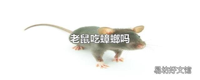 老鼠吃蟑螂吗