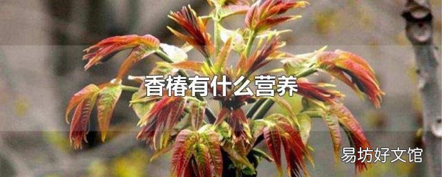 香椿有什么营养