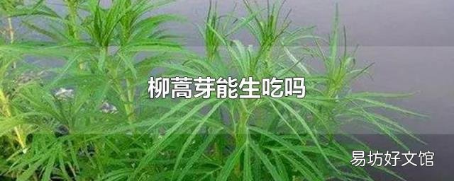 柳蒿芽能生吃吗