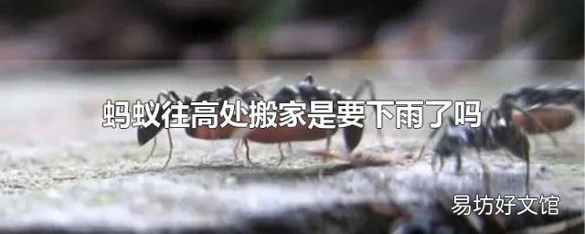 蚂蚁往高处搬家是要下雨了吗