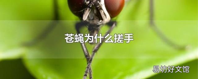 苍蝇为什么搓手