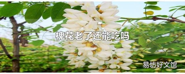槐花老了还能吃吗