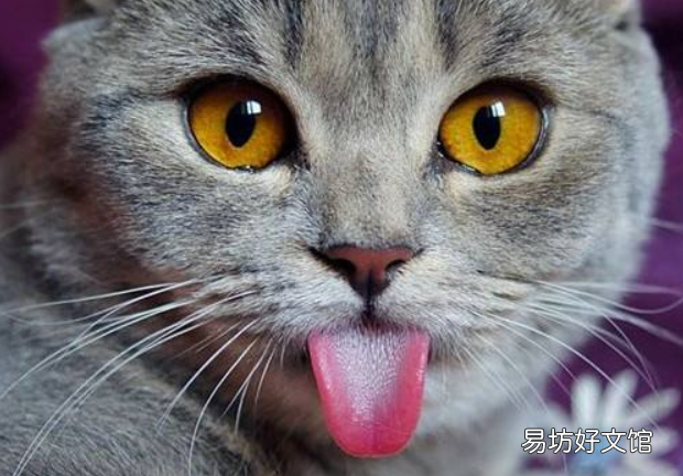 猫为什么喜欢吃鱼(猫喜欢吃鱼是本性吗)