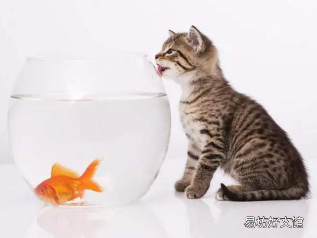猫为什么喜欢吃鱼(猫喜欢吃鱼是本性吗)