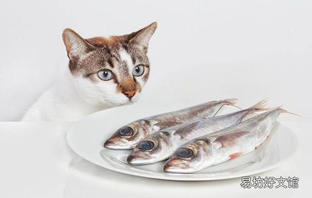 猫为什么喜欢吃鱼(猫喜欢吃鱼是本性吗)