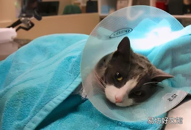 新手养猫注意事项(养猫知识和注意事项)