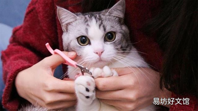 新手养猫注意事项(养猫知识和注意事项)