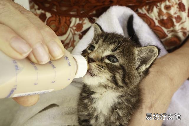 新手养猫注意事项(养猫知识和注意事项)