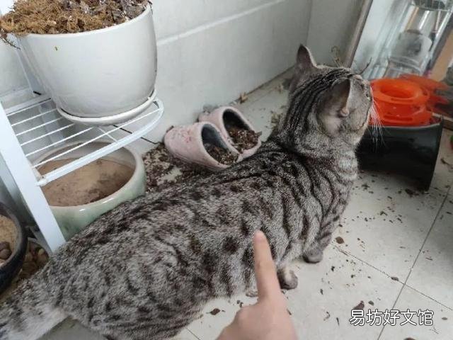 新手养猫注意事项(养猫知识和注意事项)