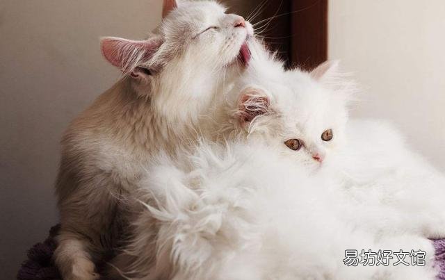 新手养猫注意事项(养猫知识和注意事项)