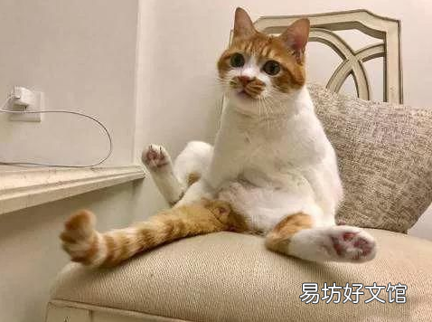 新手养猫注意事项(养猫知识和注意事项)