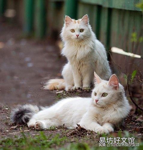 土耳其梵猫图片(土耳其梵猫特点)