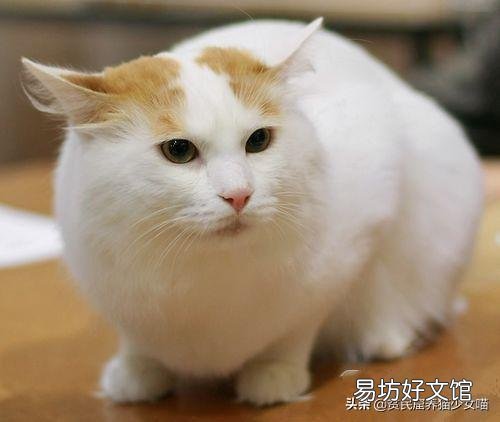 土耳其梵猫图片(土耳其梵猫特点)