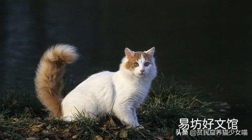 土耳其梵猫图片(土耳其梵猫特点)