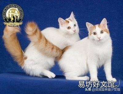 土耳其梵猫图片(土耳其梵猫特点)