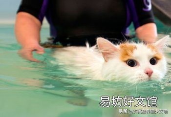 土耳其梵猫图片(土耳其梵猫特点)