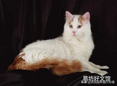 土耳其梵猫图片(土耳其梵猫特点)