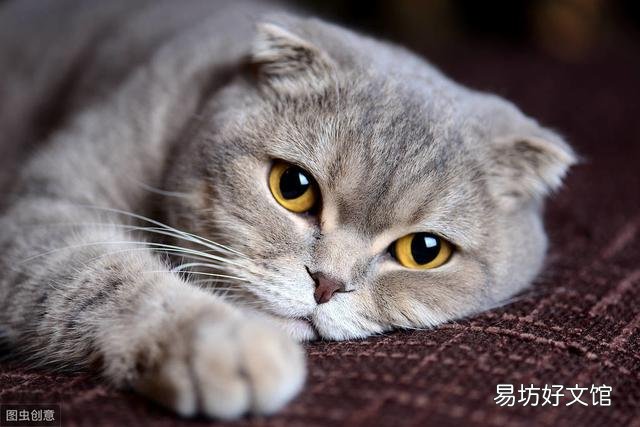高地折耳猫是什么品种(高地折耳猫有遗传病吗)