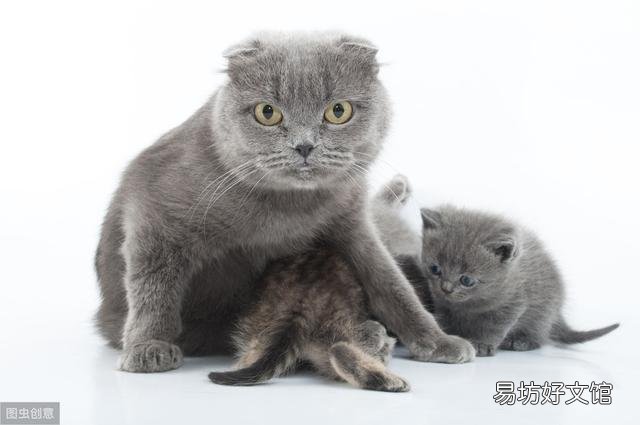 高地折耳猫是什么品种(高地折耳猫有遗传病吗)