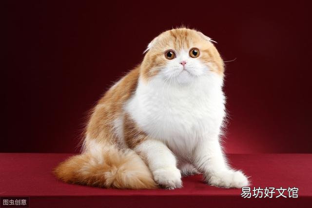 高地折耳猫是什么品种(高地折耳猫有遗传病吗)
