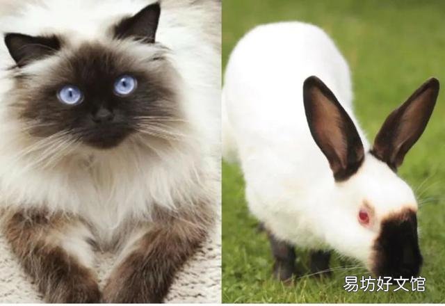 喜马拉雅猫是什么猫(喜马拉雅猫图片)
