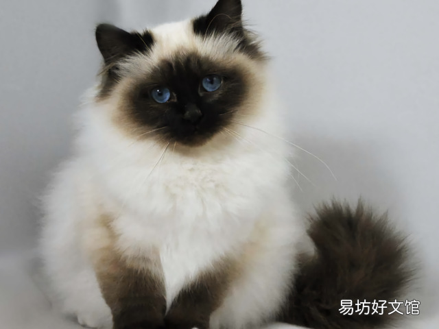 喜马拉雅猫是什么猫(喜马拉雅猫图片)