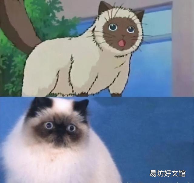 喜马拉雅猫是什么猫(喜马拉雅猫图片)