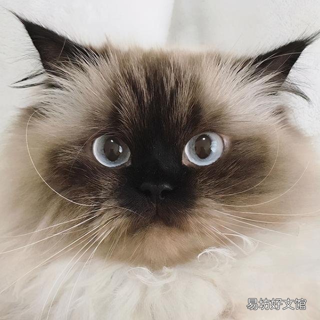 喜马拉雅猫是什么猫(喜马拉雅猫图片)